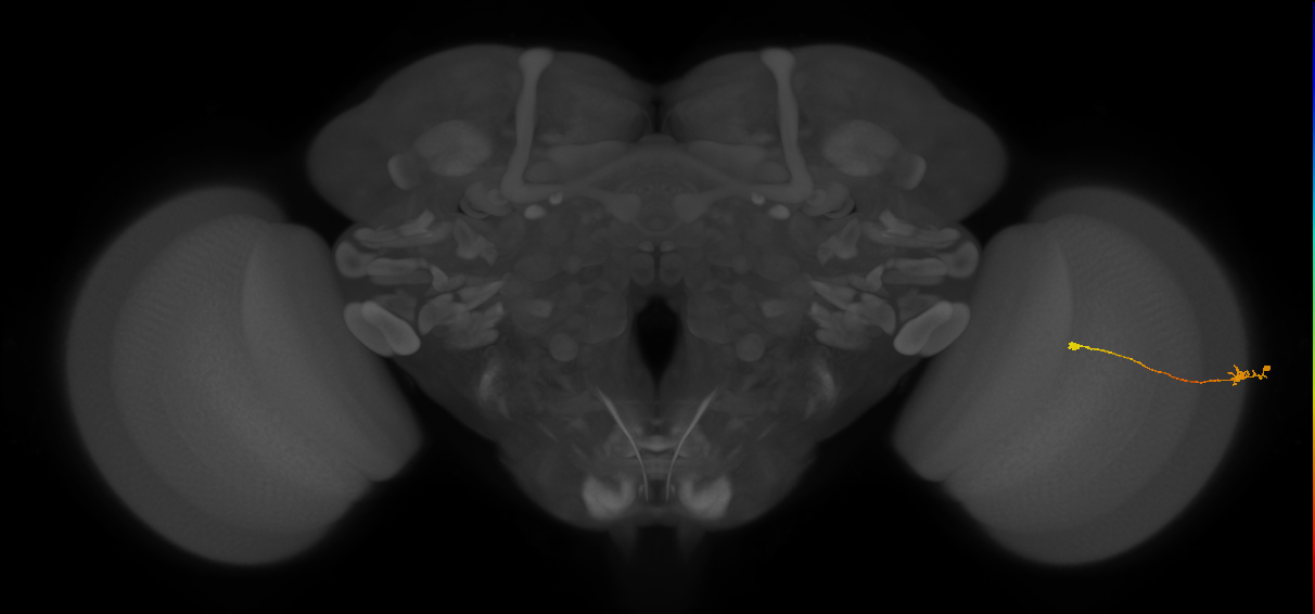 Tm9_R (JRC_OpticLobe:101340)