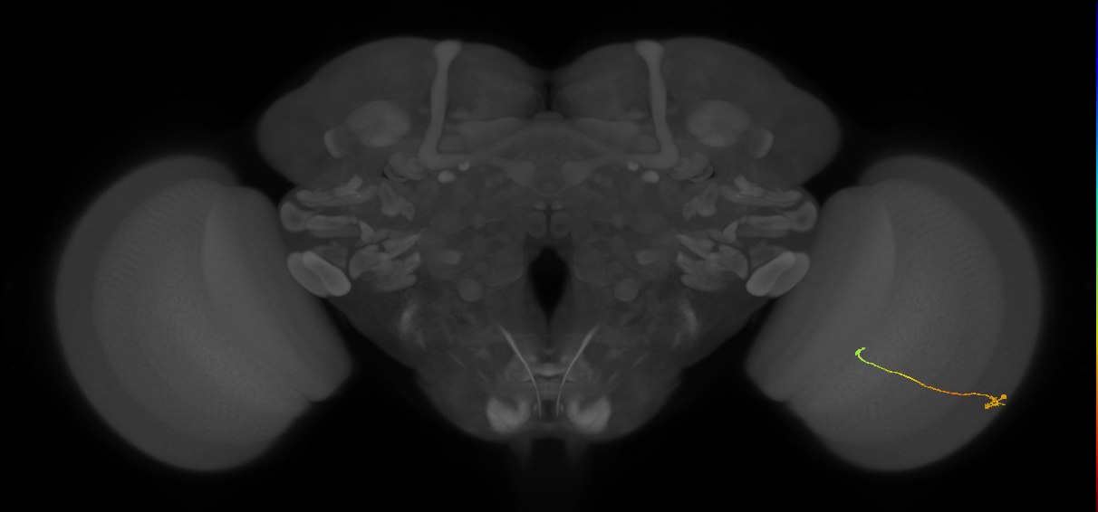 Tm9_R (JRC_OpticLobe:139075)