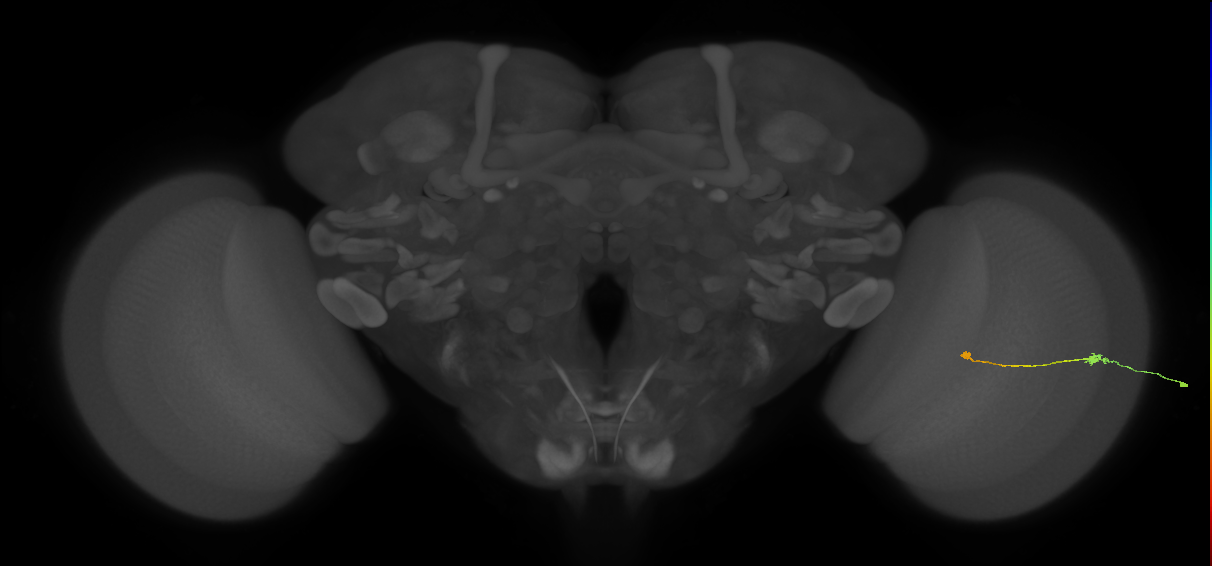 Tm9_R (JRC_OpticLobe:106590)