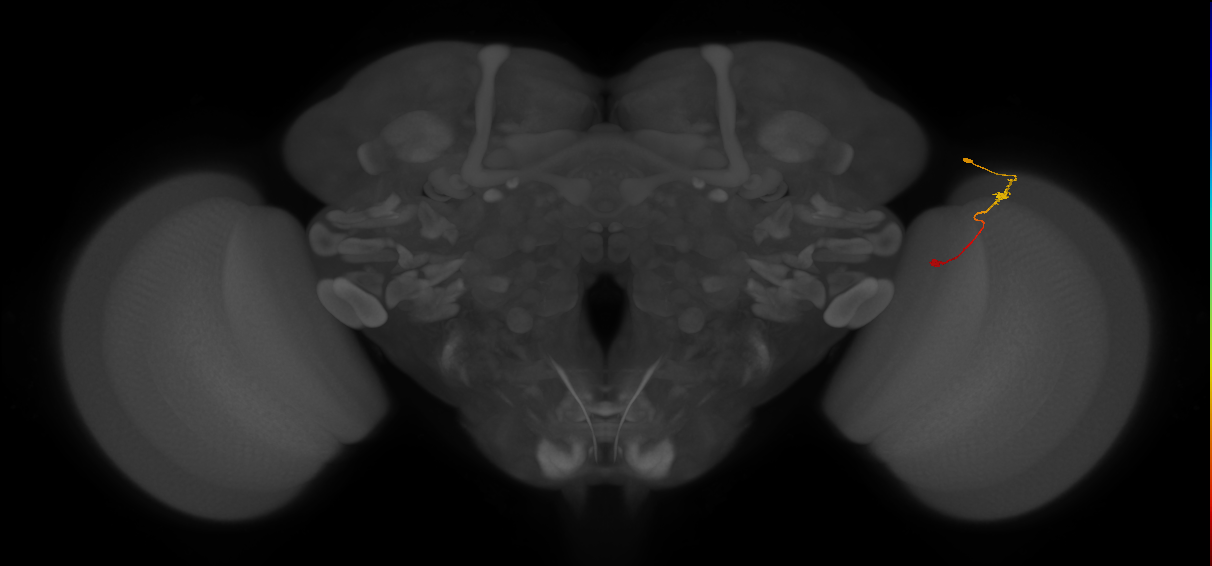 Tm9_R (JRC_OpticLobe:131233)