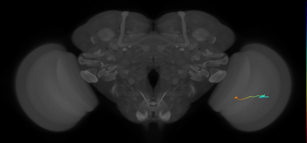 Tm9_R (JRC_OpticLobe:95811)