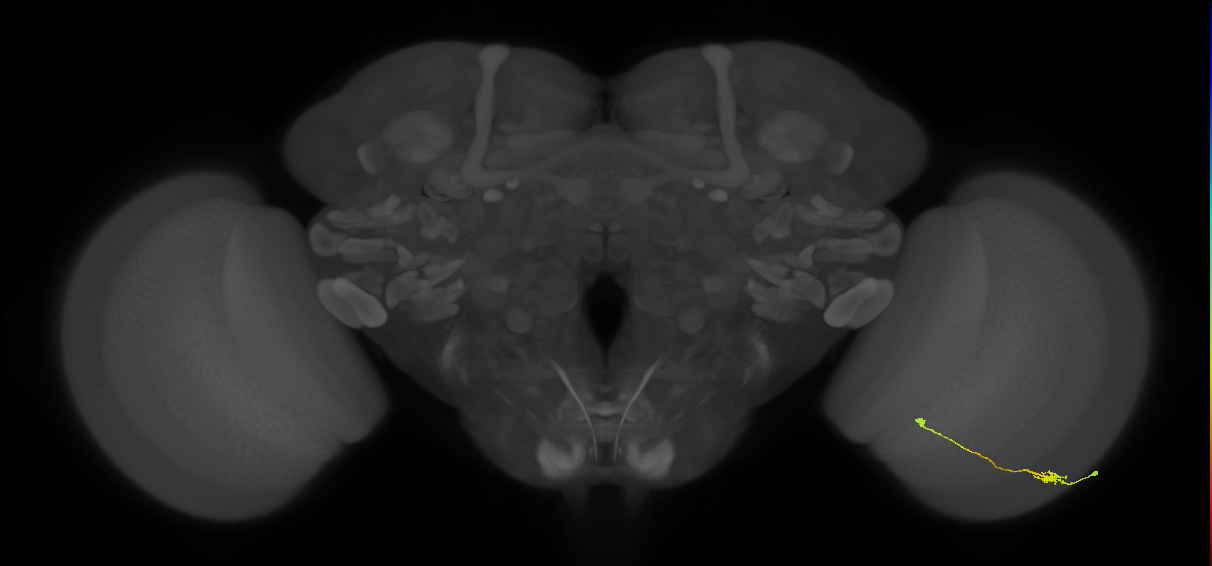 Tm9_R (JRC_OpticLobe:89535)