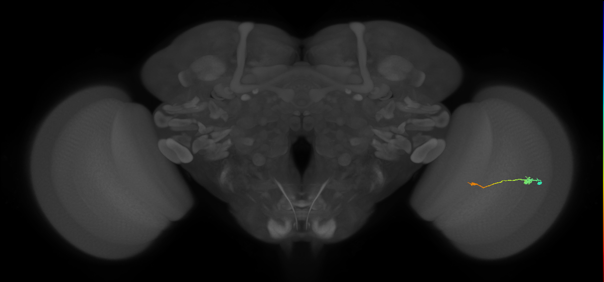 Tm9_R (JRC_OpticLobe:88934)