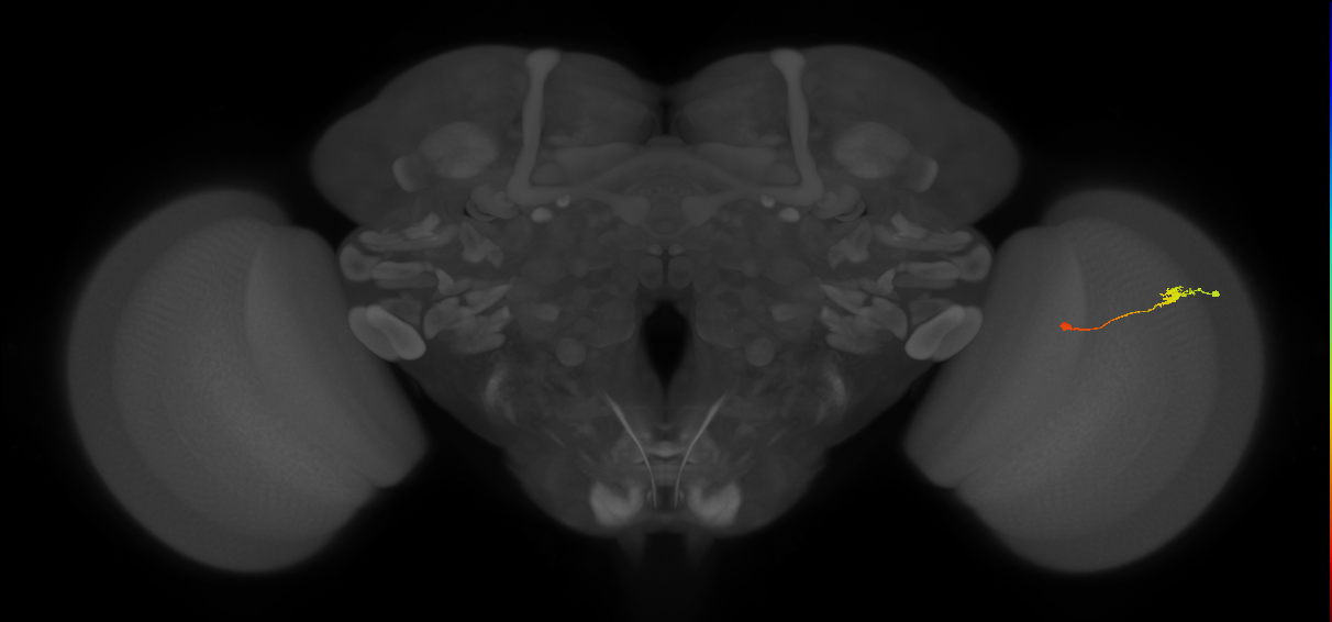 Tm9_R (JRC_OpticLobe:120884)