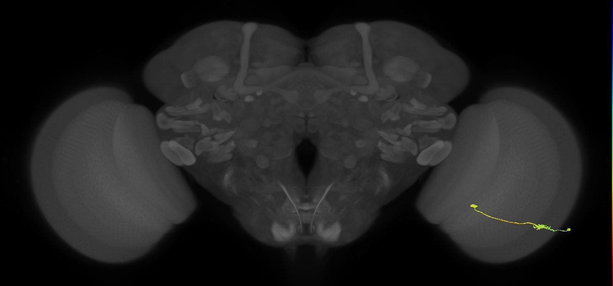 Tm9_R (JRC_OpticLobe:88410)