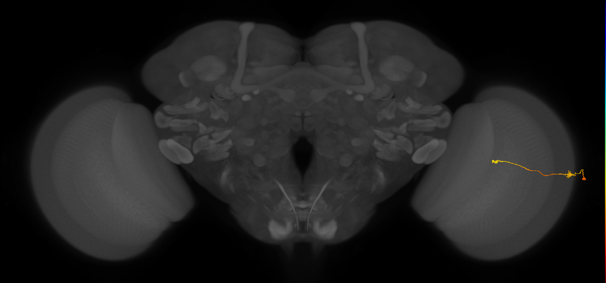 Tm9_R (JRC_OpticLobe:153081)