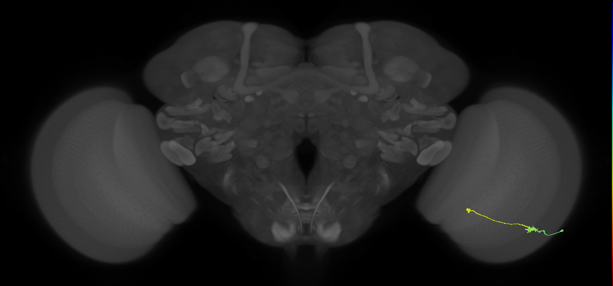Tm9_R (JRC_OpticLobe:84878)