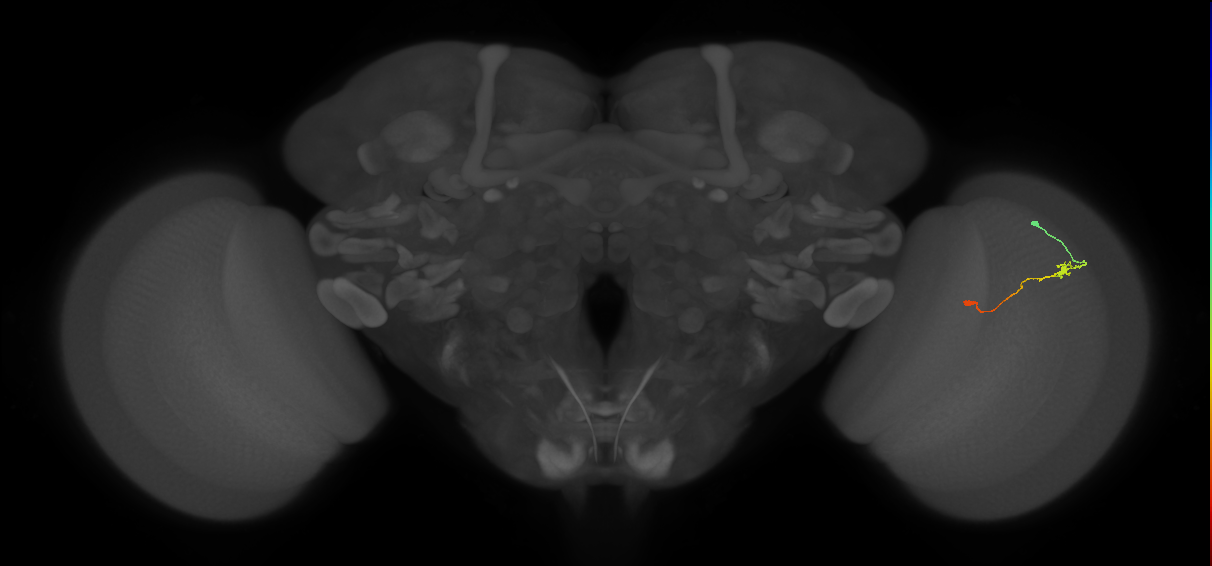 Tm9_R (JRC_OpticLobe:155712)