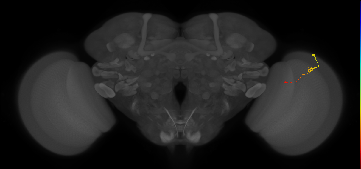 Tm9_R (JRC_OpticLobe:111188)