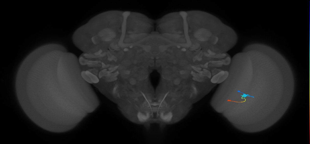Tm9_R (JRC_OpticLobe:93471)