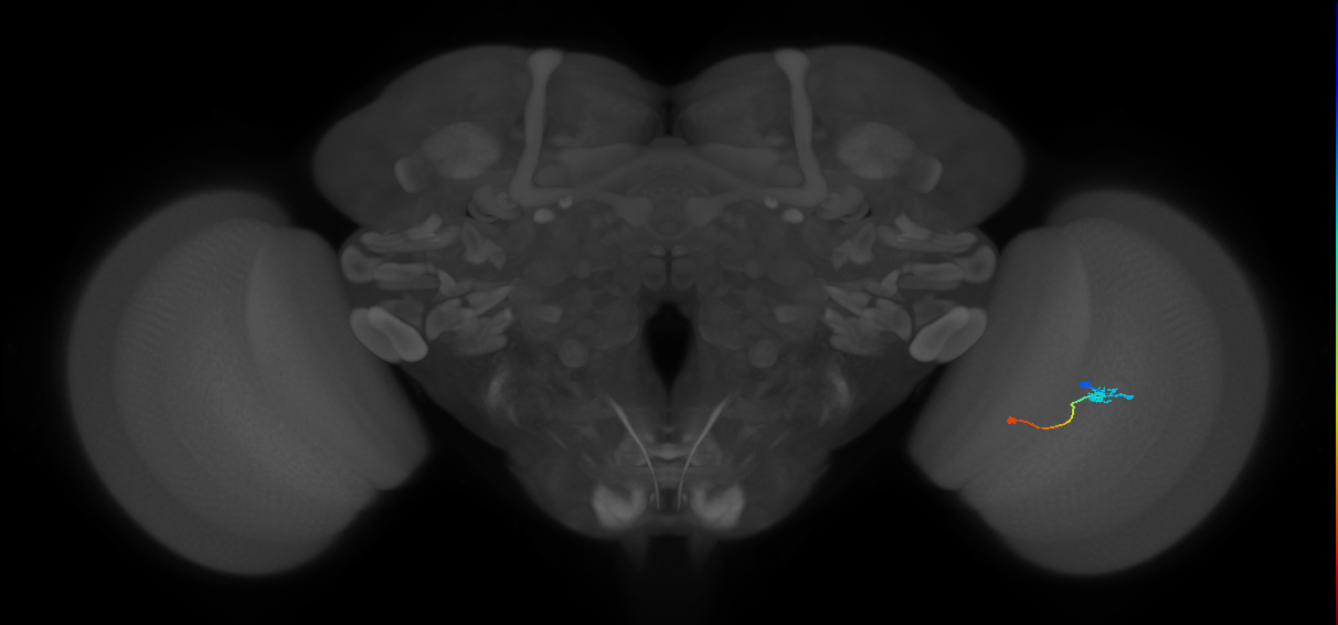 Tm9_R (JRC_OpticLobe:87994)
