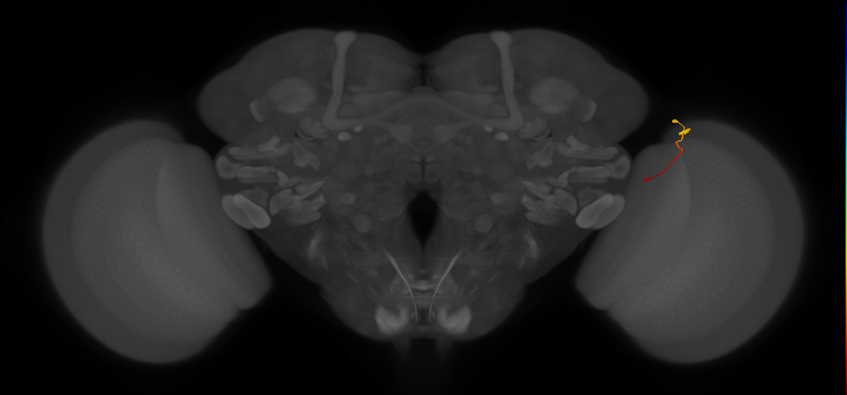 Tm9_R (JRC_OpticLobe:224743)