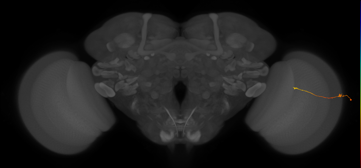 Tm9_R (JRC_OpticLobe:115797)