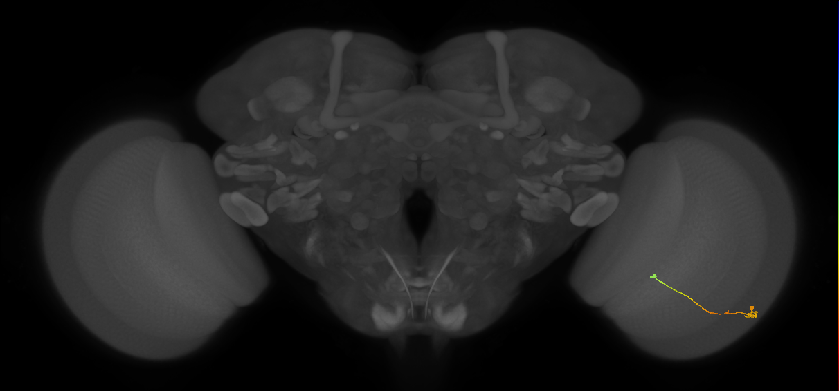 Tm9_R (JRC_OpticLobe:131830)