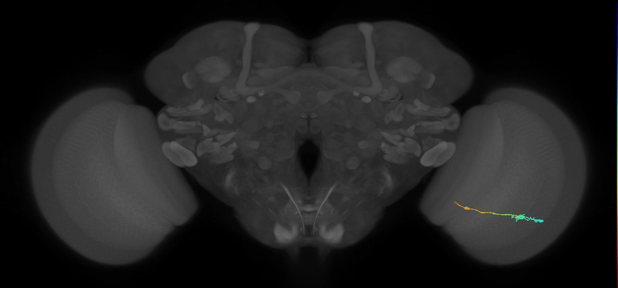 Tm9_R (JRC_OpticLobe:88959)