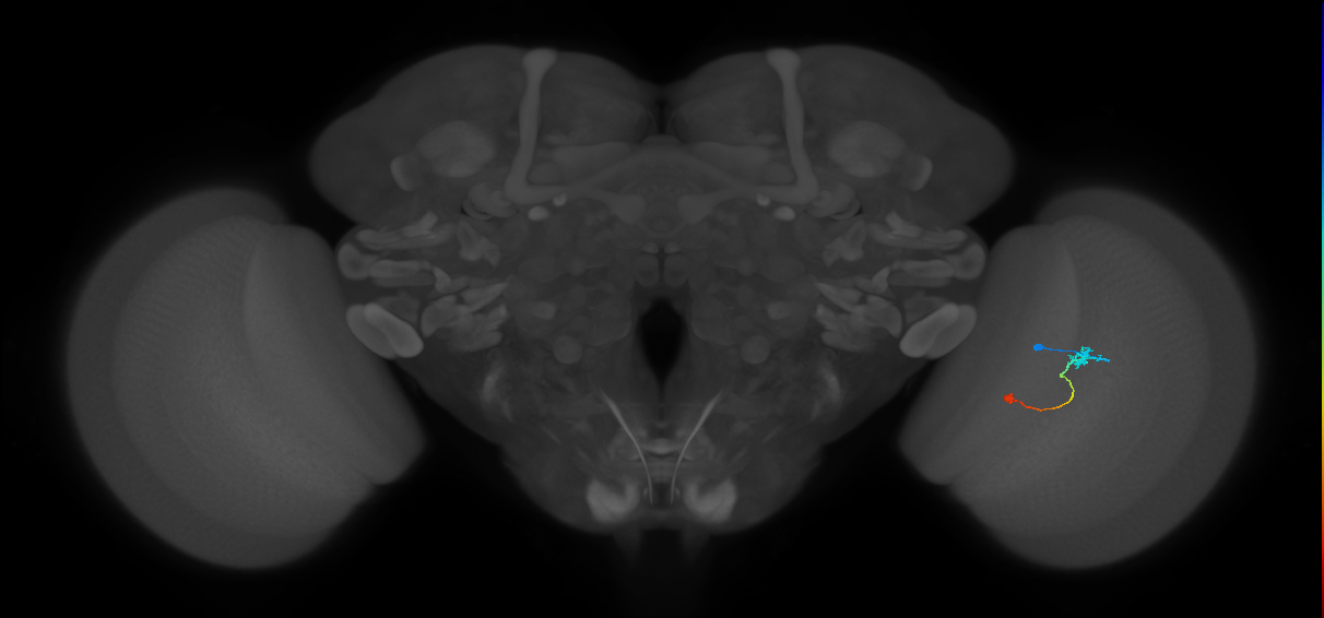 Tm9_R (JRC_OpticLobe:88320)
