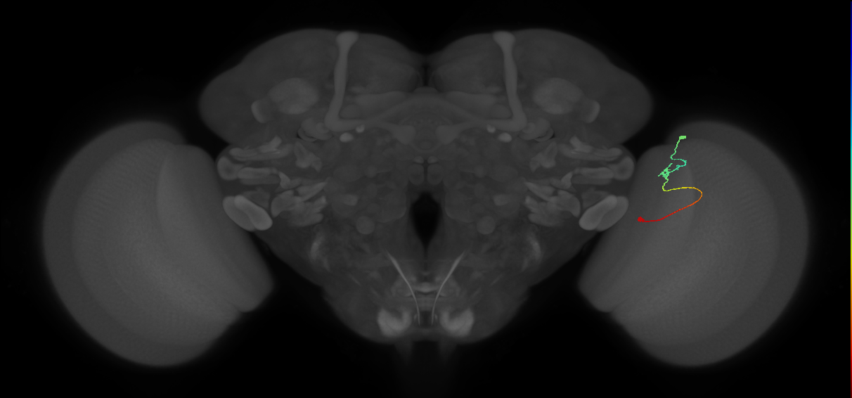 Tm9_R (JRC_OpticLobe:114154)