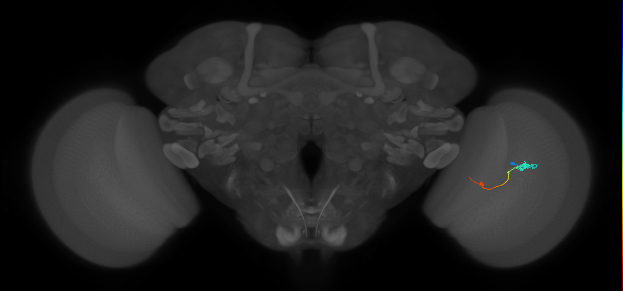 Tm9_R (JRC_OpticLobe:90609)