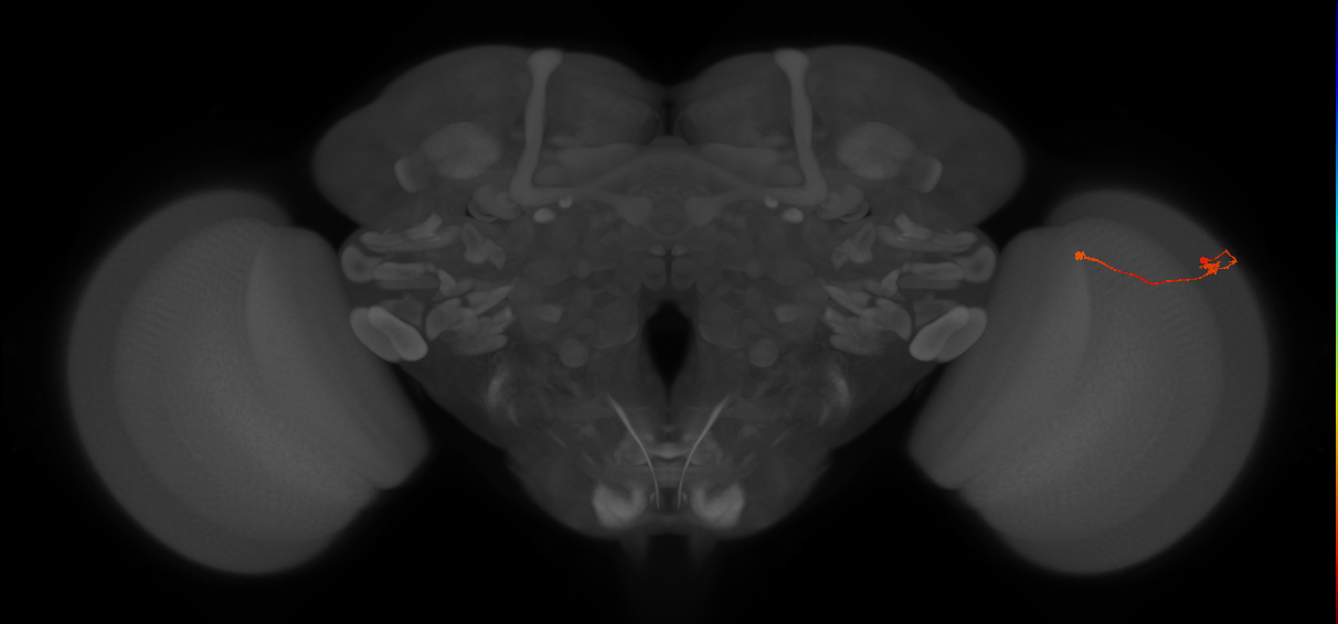 Tm9_R (JRC_OpticLobe:122130)
