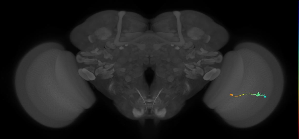 Tm9_R (JRC_OpticLobe:85820)