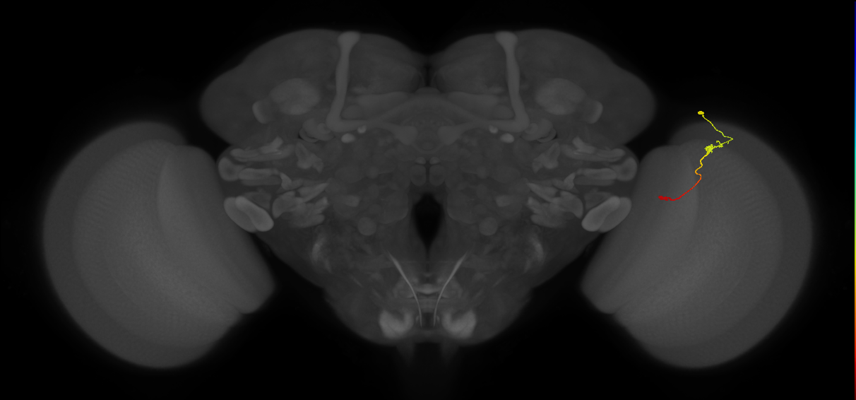 Tm9_R (JRC_OpticLobe:118091)