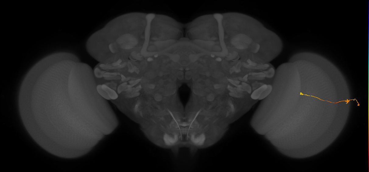 Tm9_R (JRC_OpticLobe:150594)