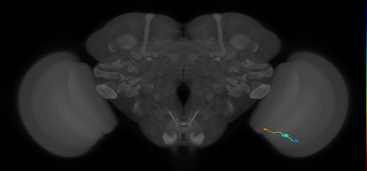 Tm9_R (JRC_OpticLobe:115769)