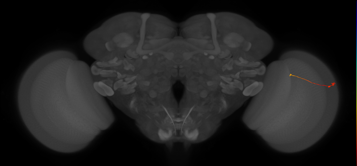 Tm9_R (JRC_OpticLobe:150203)