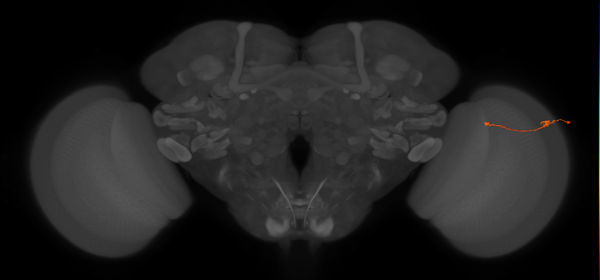 Tm9_R (JRC_OpticLobe:118140)