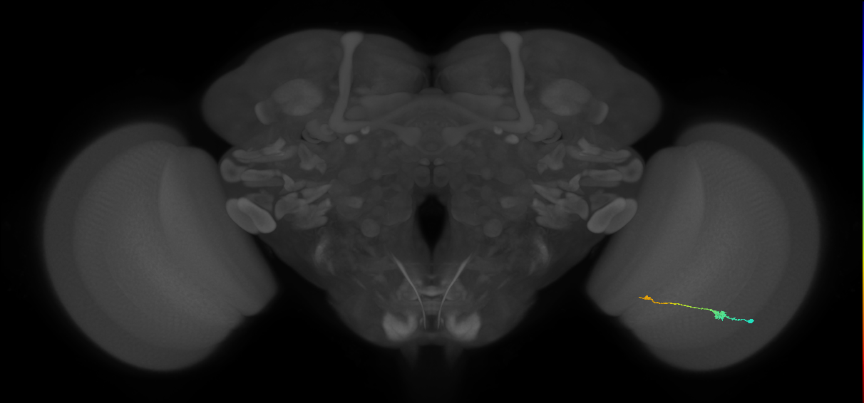 Tm9_R (JRC_OpticLobe:94767)