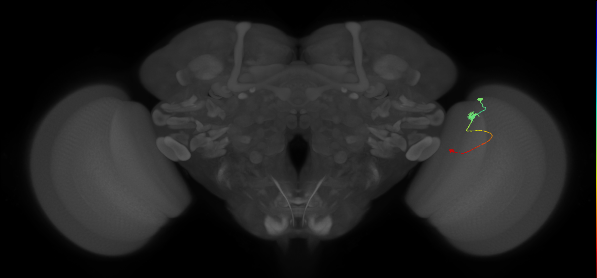 Tm9_R (JRC_OpticLobe:98460)