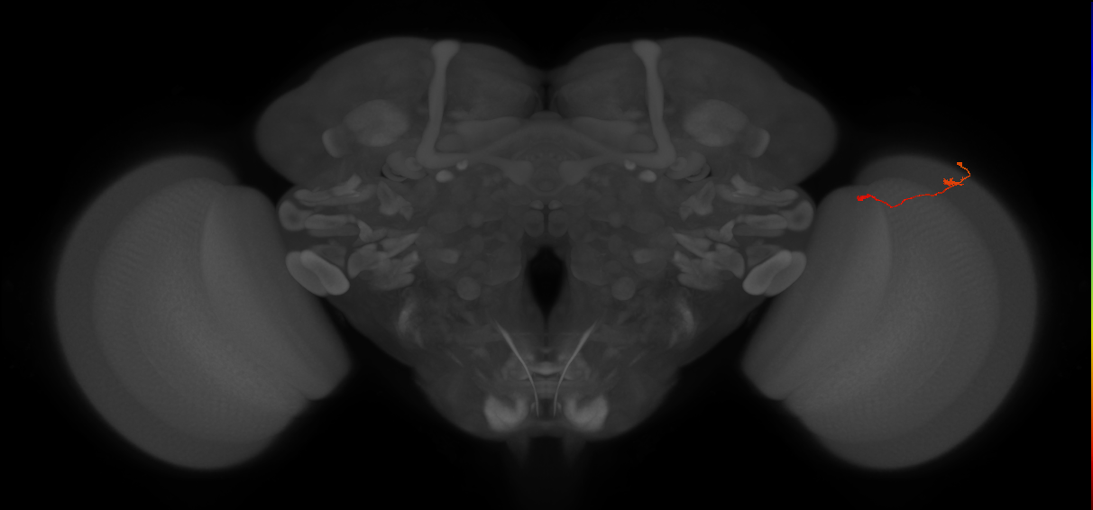Tm9_R (JRC_OpticLobe:105279)