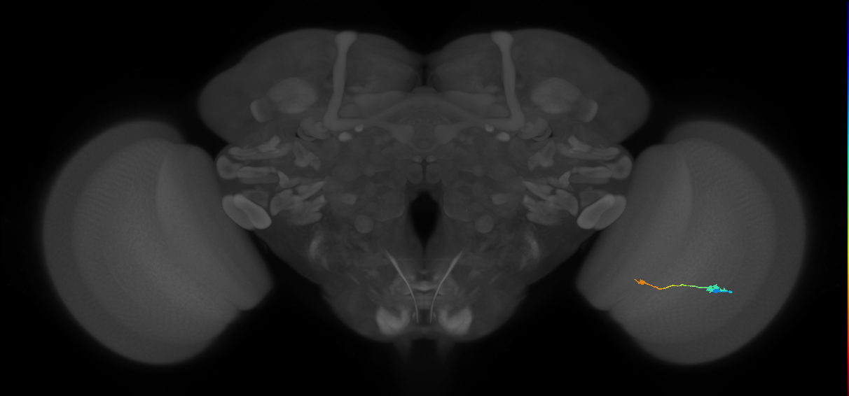 Tm9_R (JRC_OpticLobe:81041)