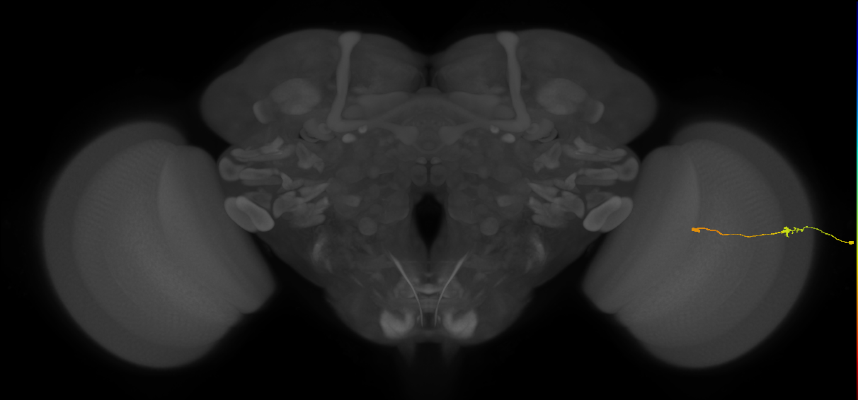 Tm9_R (JRC_OpticLobe:103455)