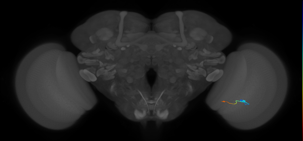 Tm9_R (JRC_OpticLobe:104486)