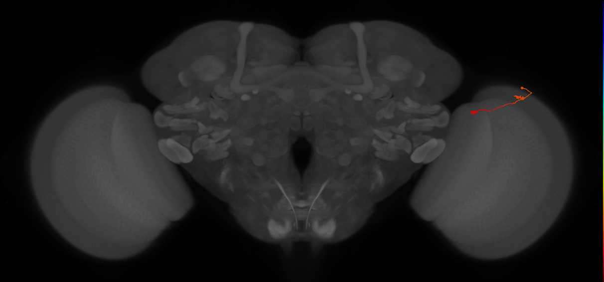Tm9_R (JRC_OpticLobe:146905)
