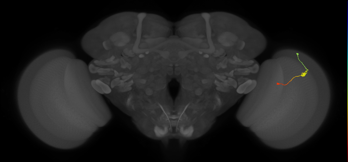 Tm9_R (JRC_OpticLobe:108038)