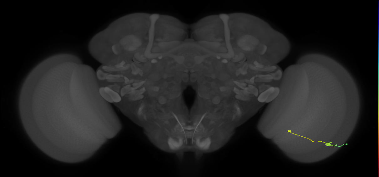 Tm9_R (JRC_OpticLobe:82937)
