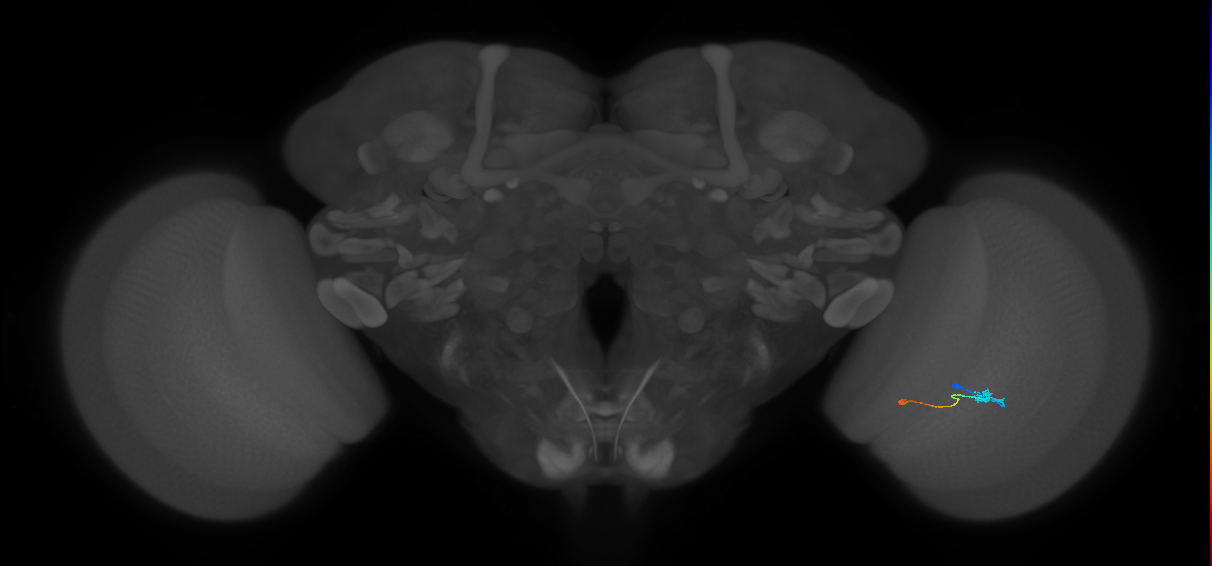 Tm9_R (JRC_OpticLobe:99174)