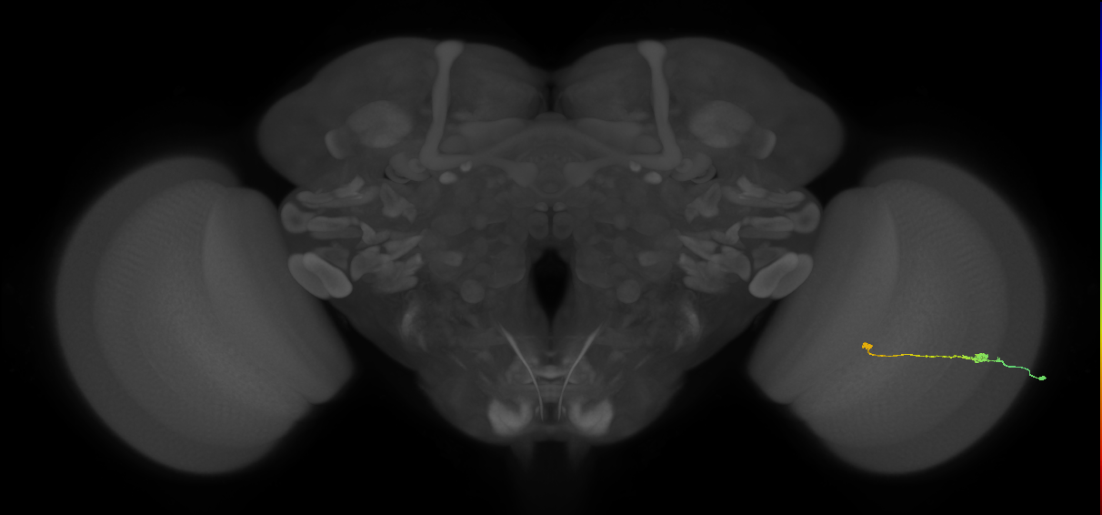 Tm9_R (JRC_OpticLobe:86371)