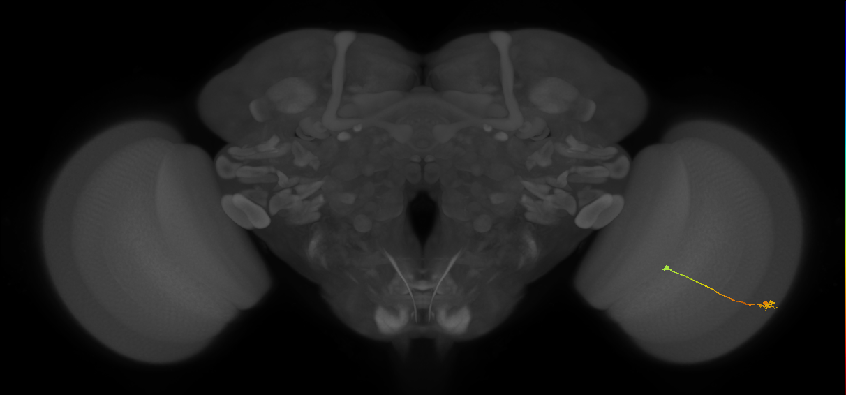Tm9_R (JRC_OpticLobe:114854)