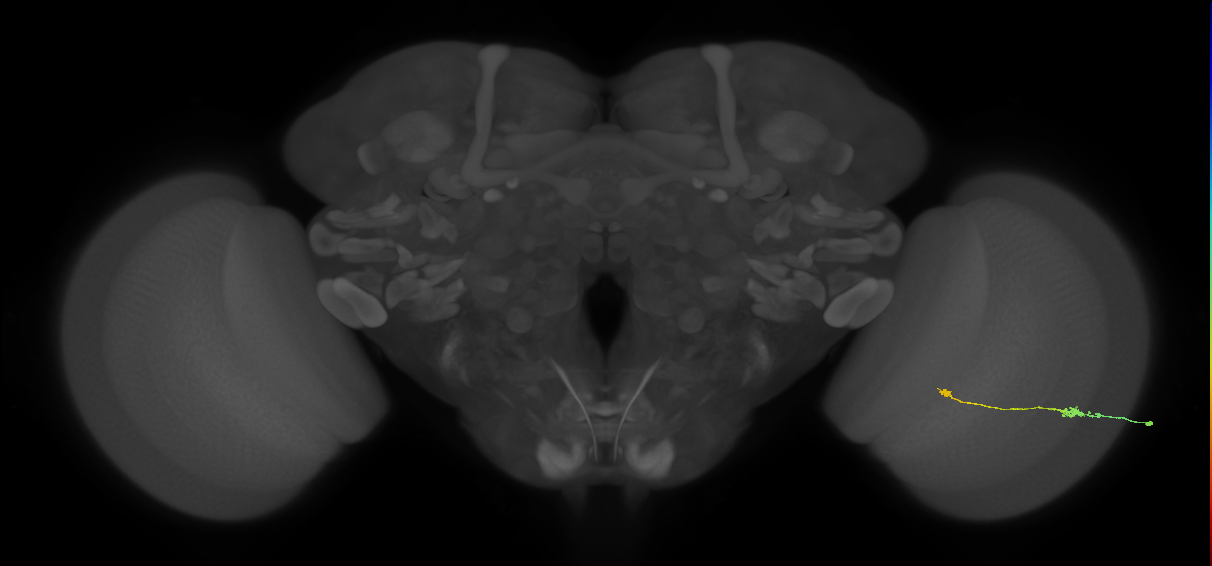 Tm9_R (JRC_OpticLobe:84896)