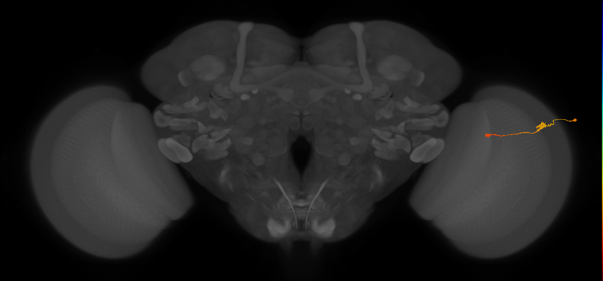 Tm9_R (JRC_OpticLobe:116442)