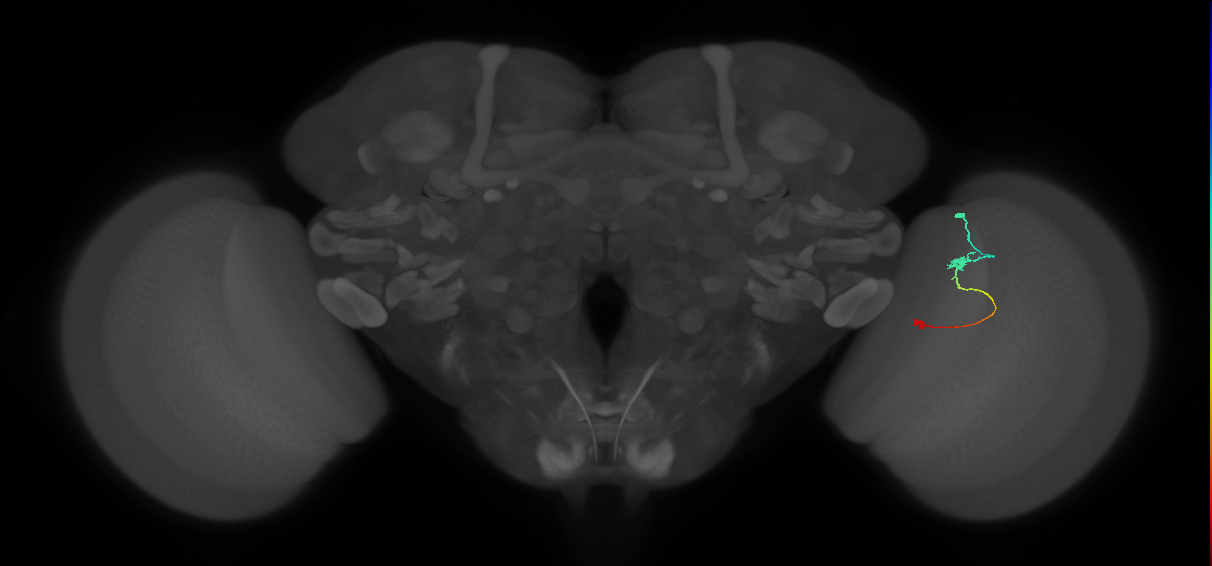 Tm9_R (JRC_OpticLobe:108617)