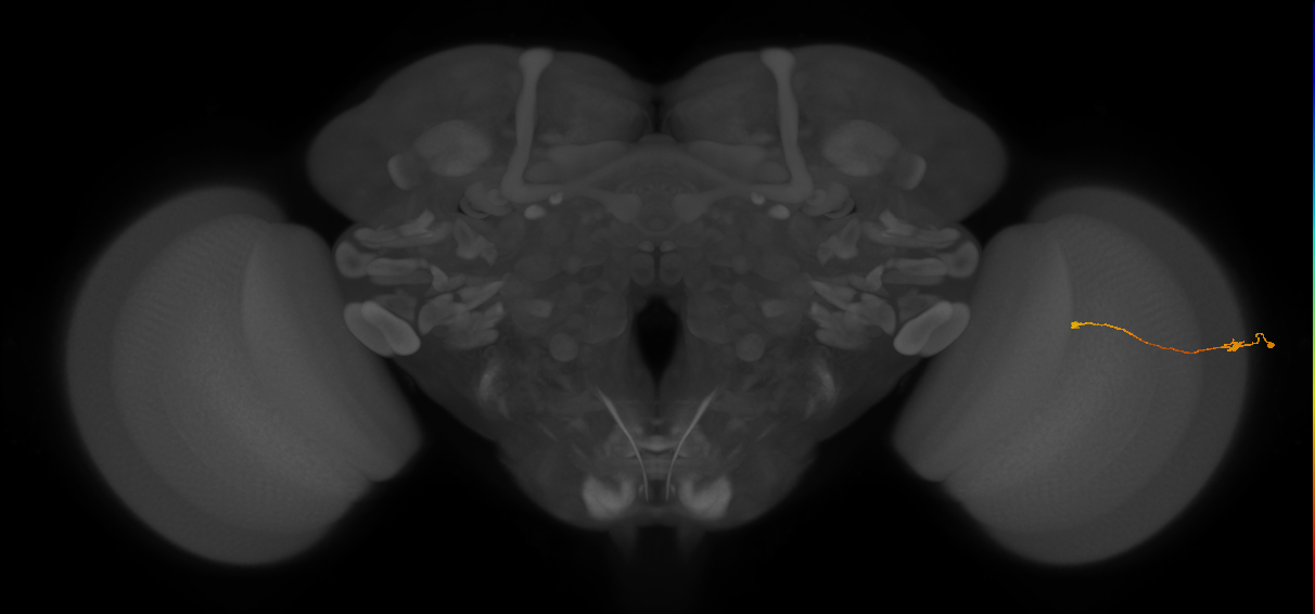 Tm9_R (JRC_OpticLobe:161764)