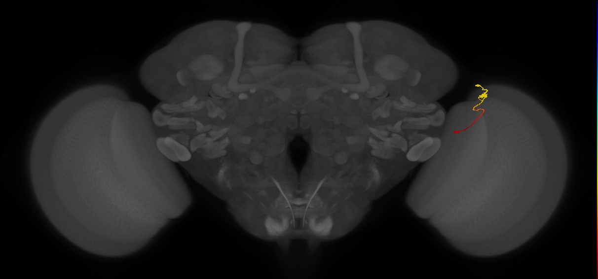 Tm9_R (JRC_OpticLobe:140017)
