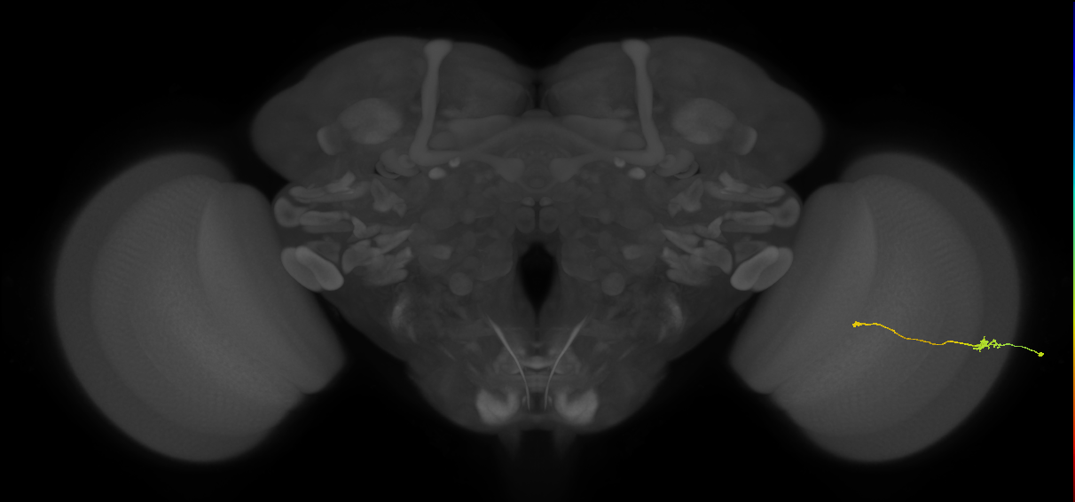 Tm9_R (JRC_OpticLobe:93923)