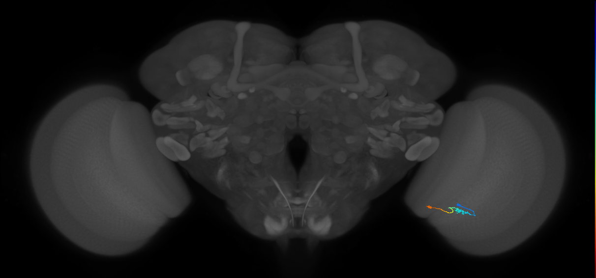 Tm9_R (JRC_OpticLobe:128219)