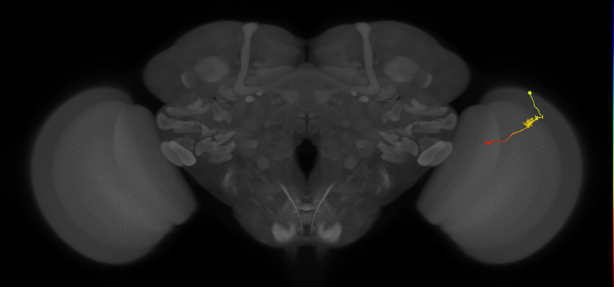 Tm9_R (JRC_OpticLobe:110662)