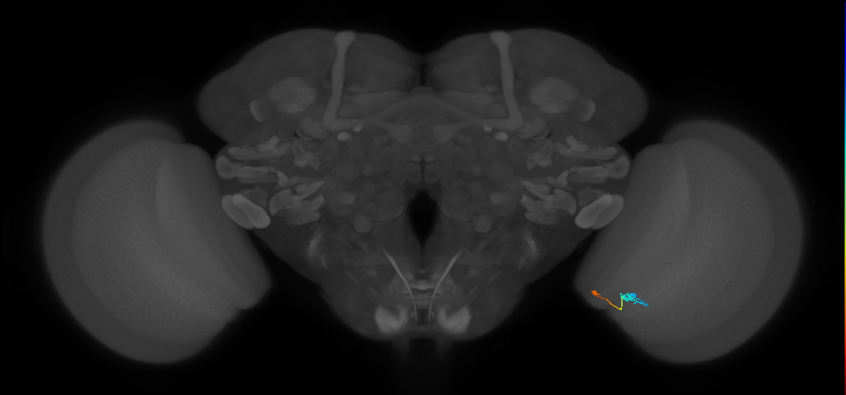 Tm9_R (JRC_OpticLobe:134982)